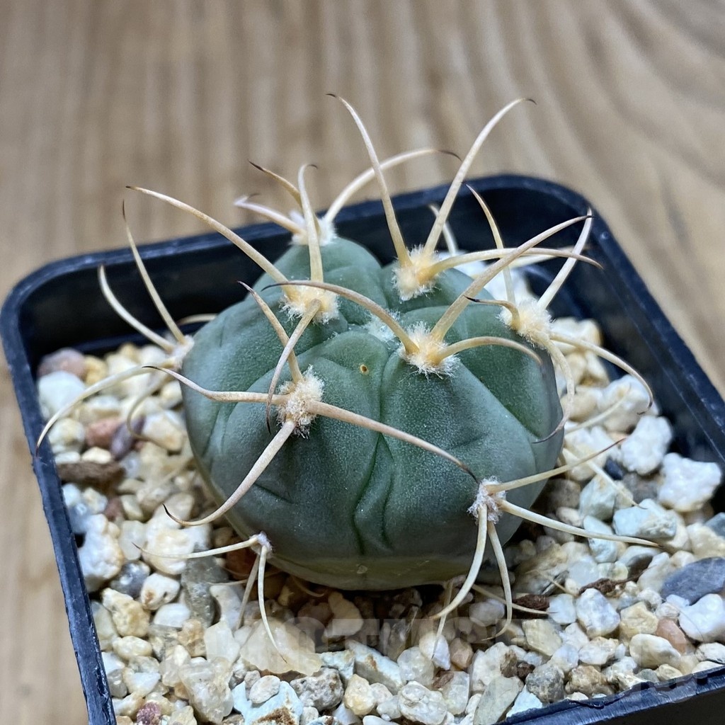 SH4860 Gymnocalycium bayrianum VG639 - Image 2