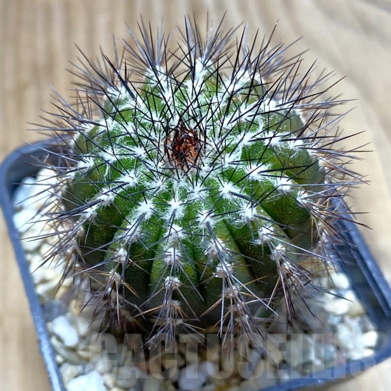 SH4866 Uebelmannia pectinifera v. multicostata RNK11, grafted