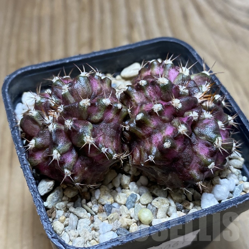 SH4879 Gymnocalycium mihanovichii 'T-Lux' - Image 2