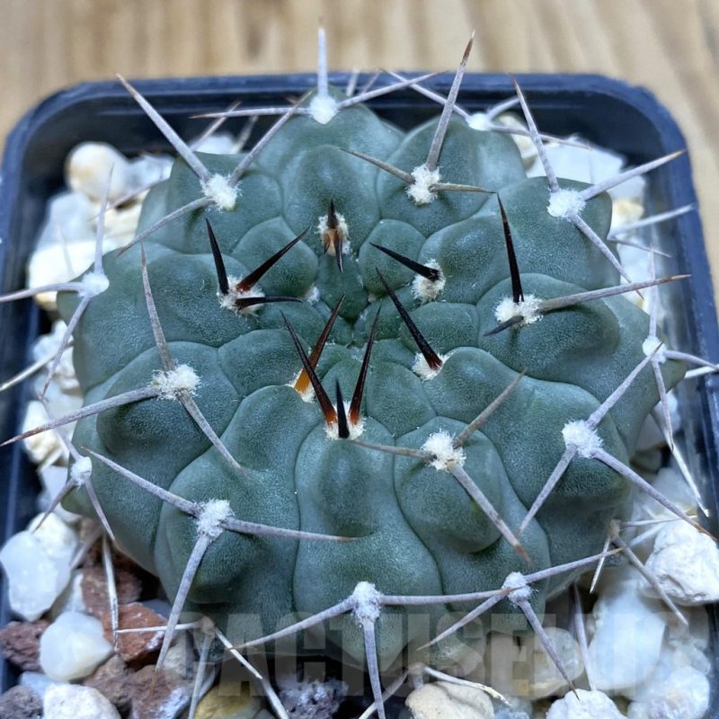 SH4888 Gymnocalycium intertextum, long spines