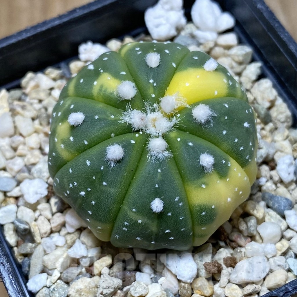 SH4893 Astrophytum asterias f. variegata