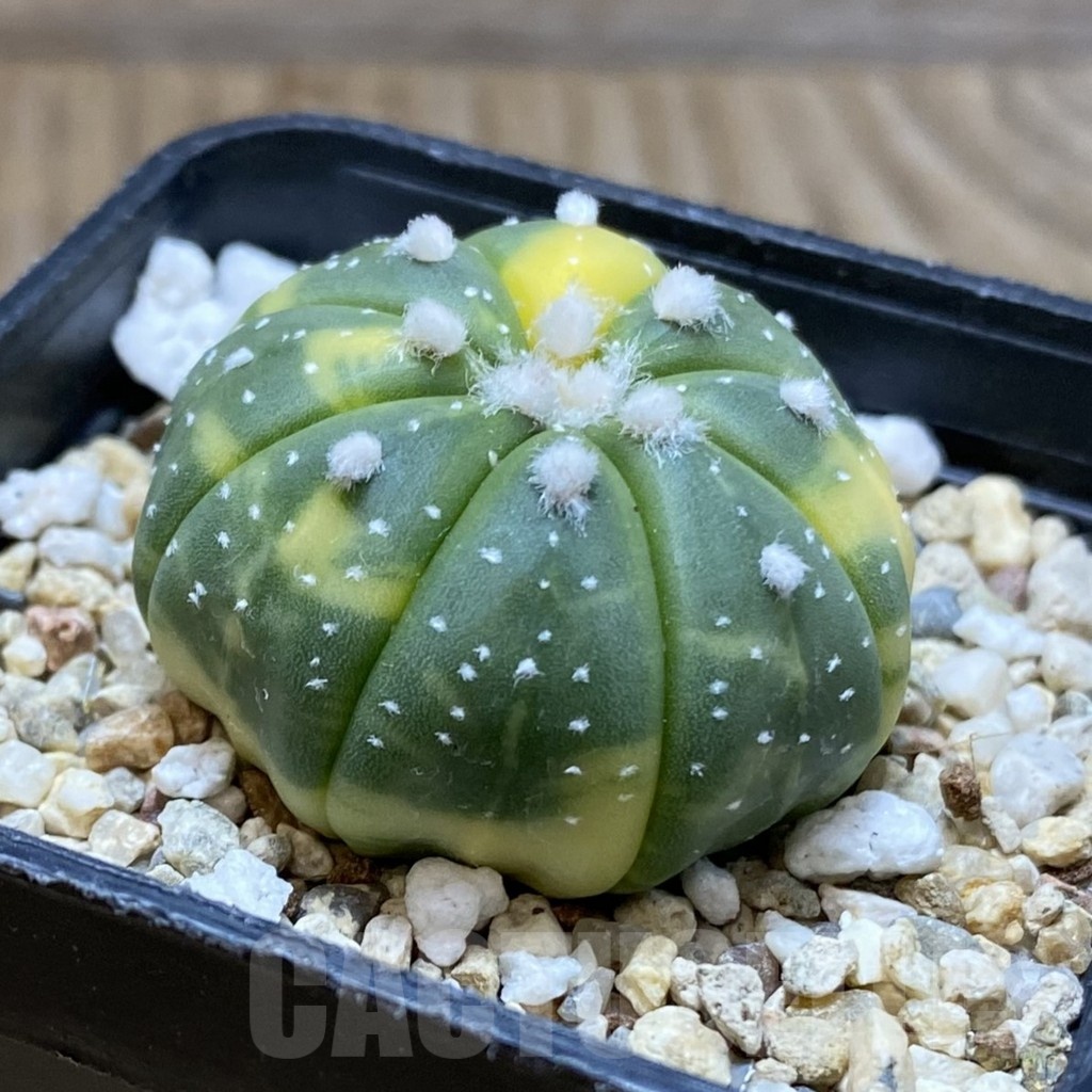 SH4893 Astrophytum asterias f. variegata - Image 2