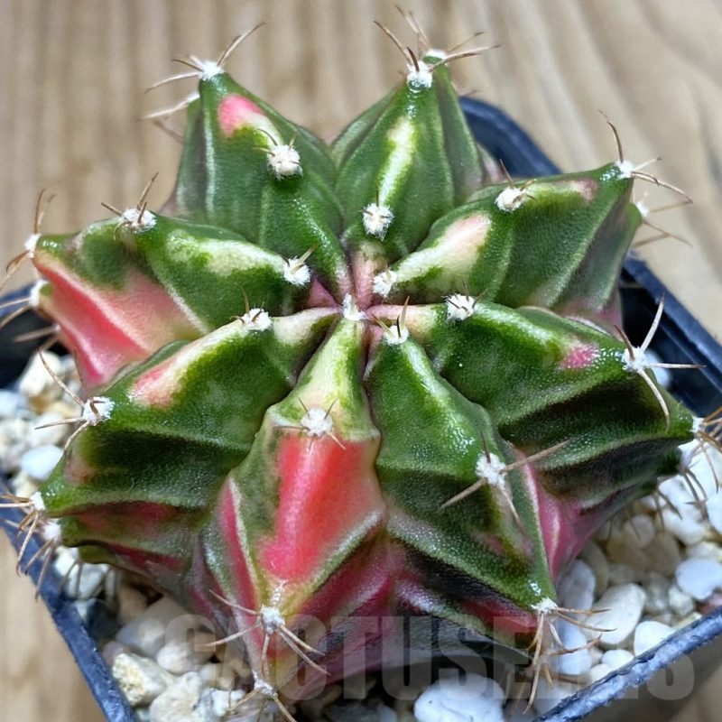 SH4899 Gymnocalycium mihanovichii f. variegata, seedling