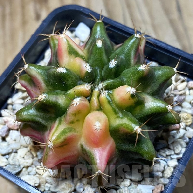 SH4916 Gymnocalycium mihanovichii ‘Transformer’ hybrid f. variegata, seedling
