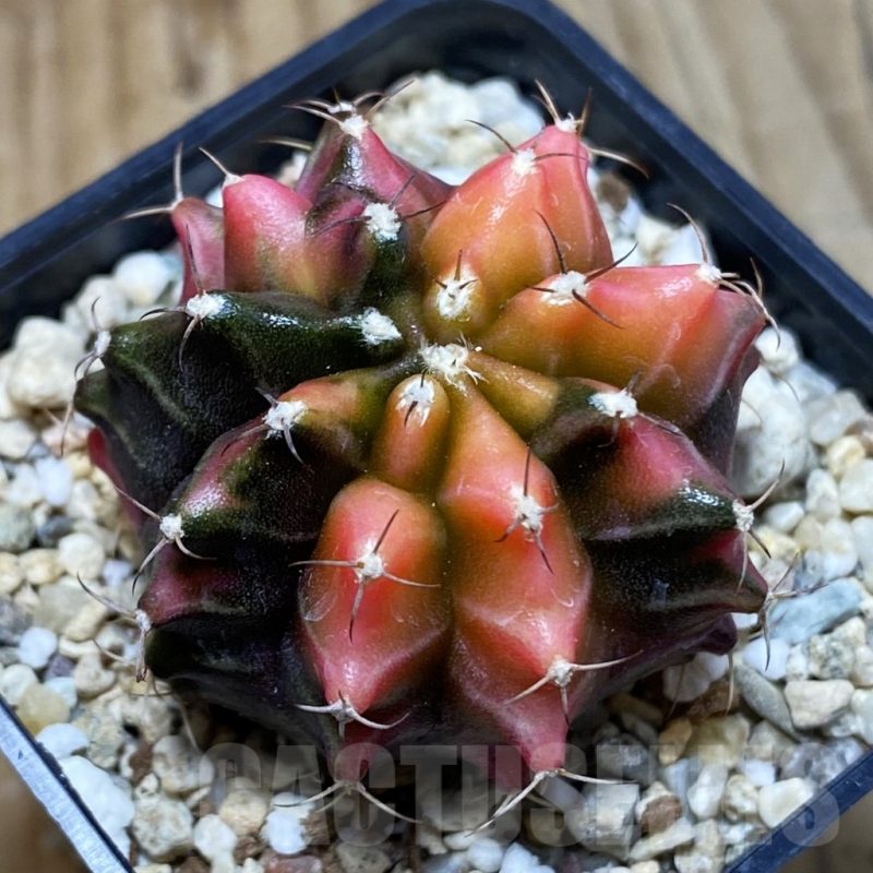 SH4917 Gymnocalycium mihanovichii ‘Transformer’ f. variegata, seedling