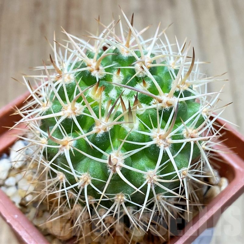 SH4924 Neoporteria eriosyzoides, ex MG 1030.891