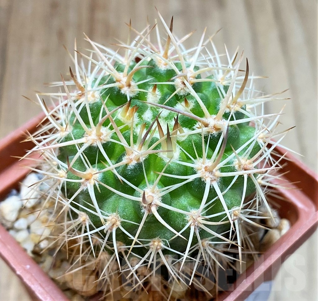 SH4924 Neoporteria eriosyzoides, ex MG 1030.891