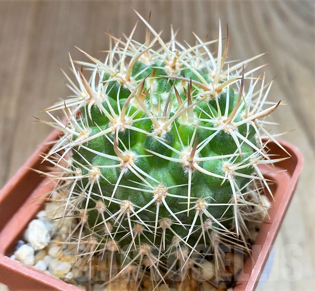 SH4924 Neoporteria eriosyzoides, ex MG 1030.891 - Image 2