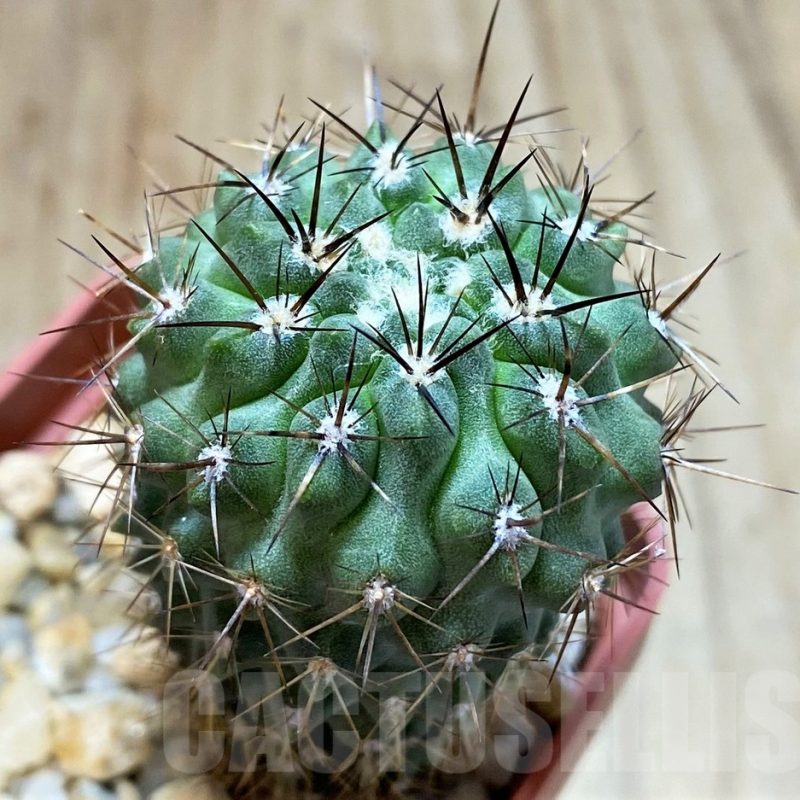 SH4926 Neochilenia aff. jussieui -Los Hornos-