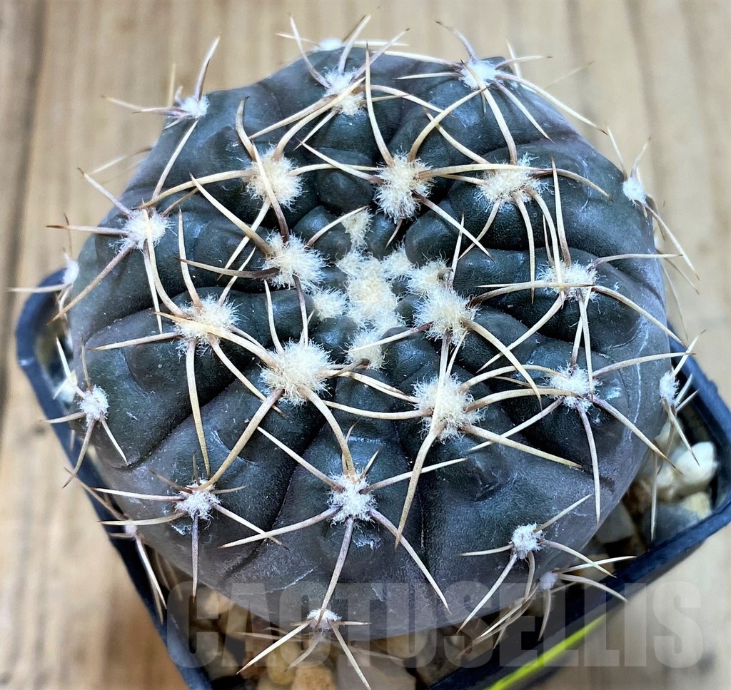 SH4927 Gymnocalycium borthii ssp. nogolense VG 411