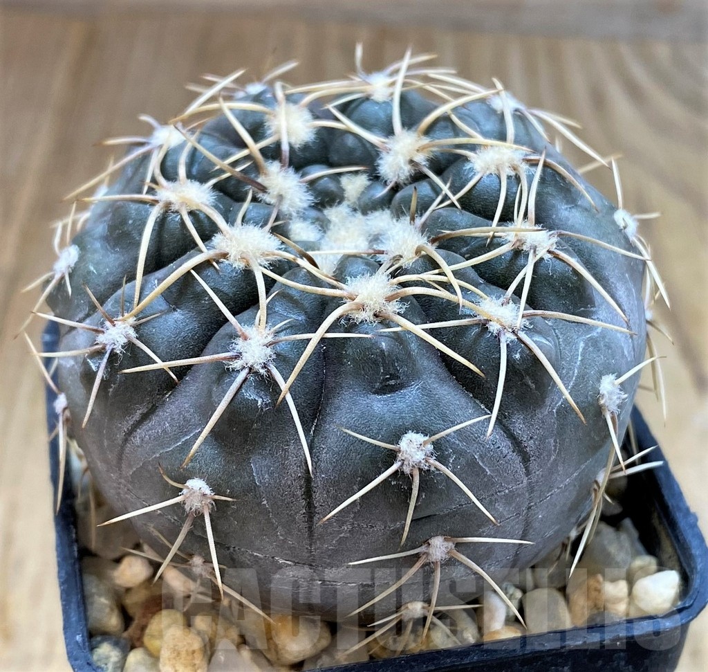 SH4927 Gymnocalycium borthii ssp. nogolense VG 411 - Image 2