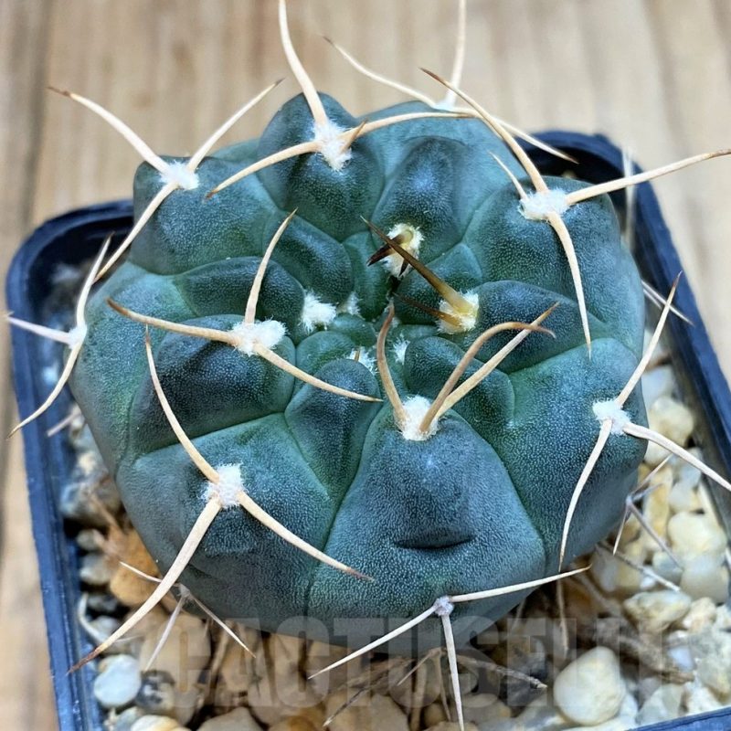 SH4929 Gymnocalycium intertextum long spines