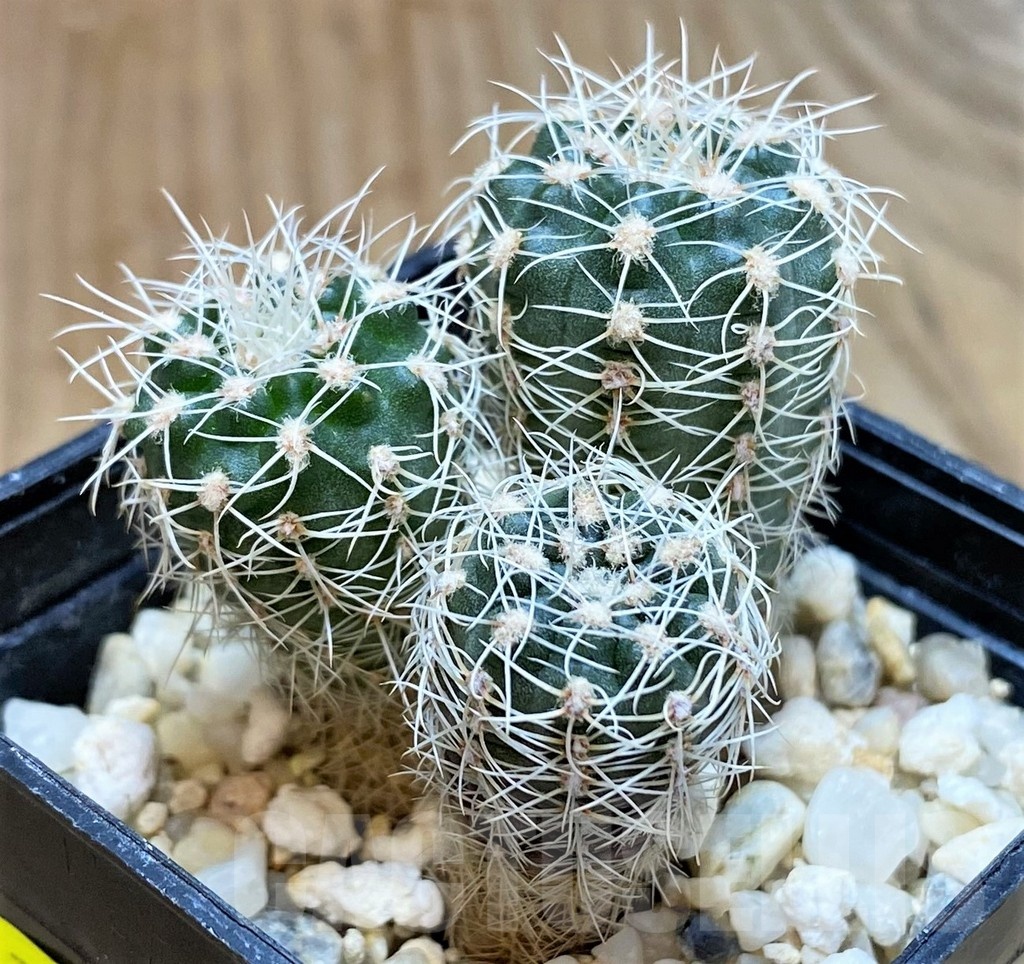 SH4946 Gymnocalycium bruchii, 3 plants - Image 2
