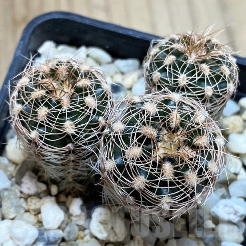 SH4947 Gymnocalycium bruchii ssp. melojeri VG272, 3 plants