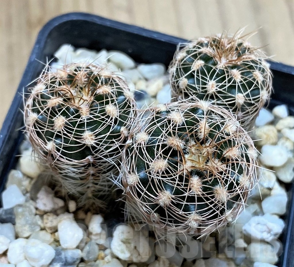 SH4947 Gymnocalycium bruchii ssp. melojeri VG272, 3 plants