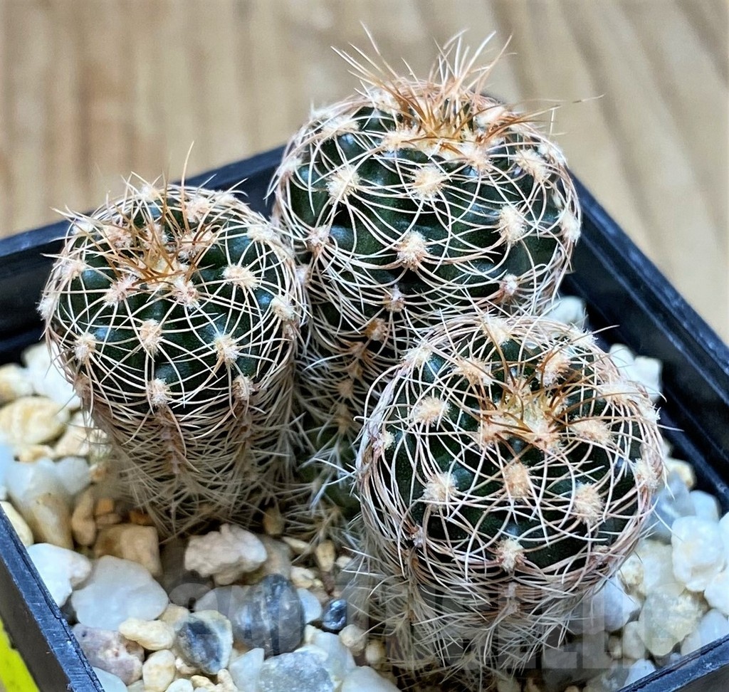SH4947 Gymnocalycium bruchii ssp. melojeri VG272, 3 plants - Image 2
