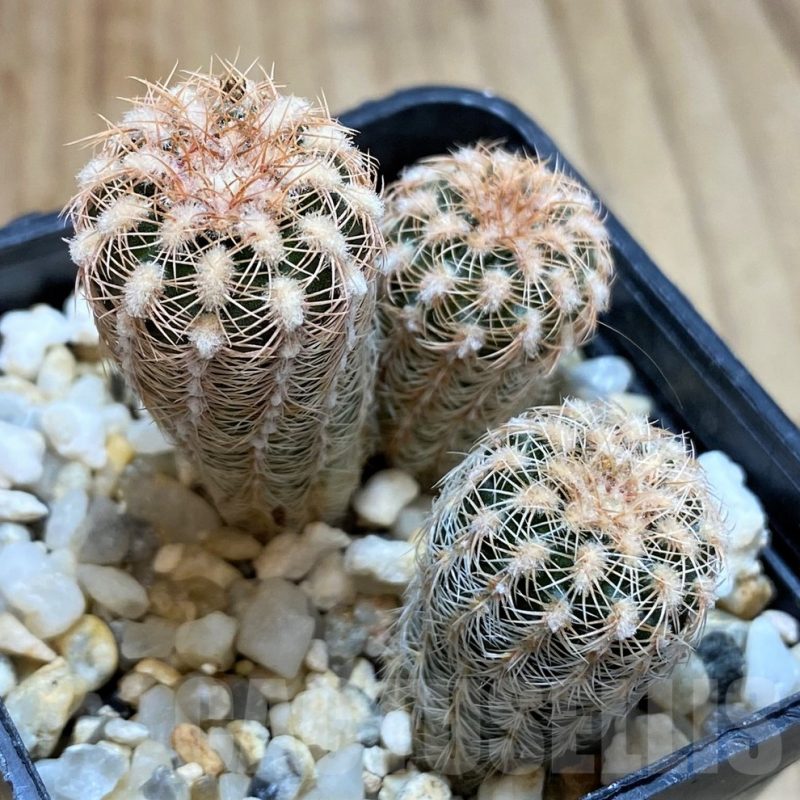 SH4951 Gymnocalycium bruchii v. pawlovskyi VG545, 3 plants