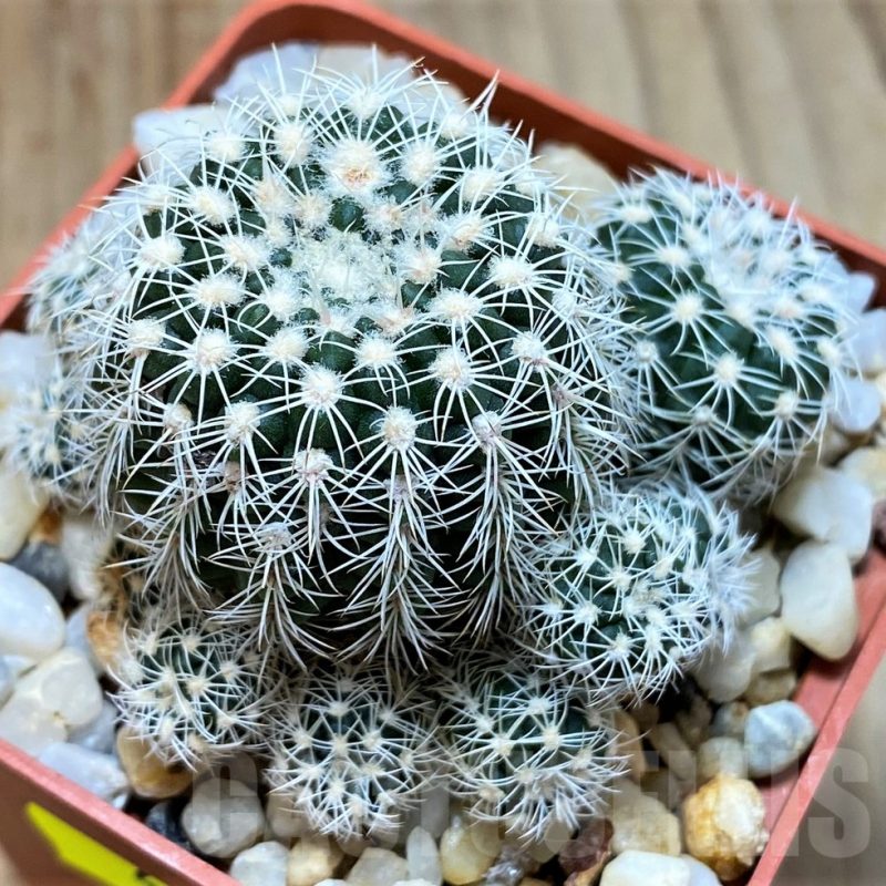 SH4952 Gymnocalycium bruchii LB 1085