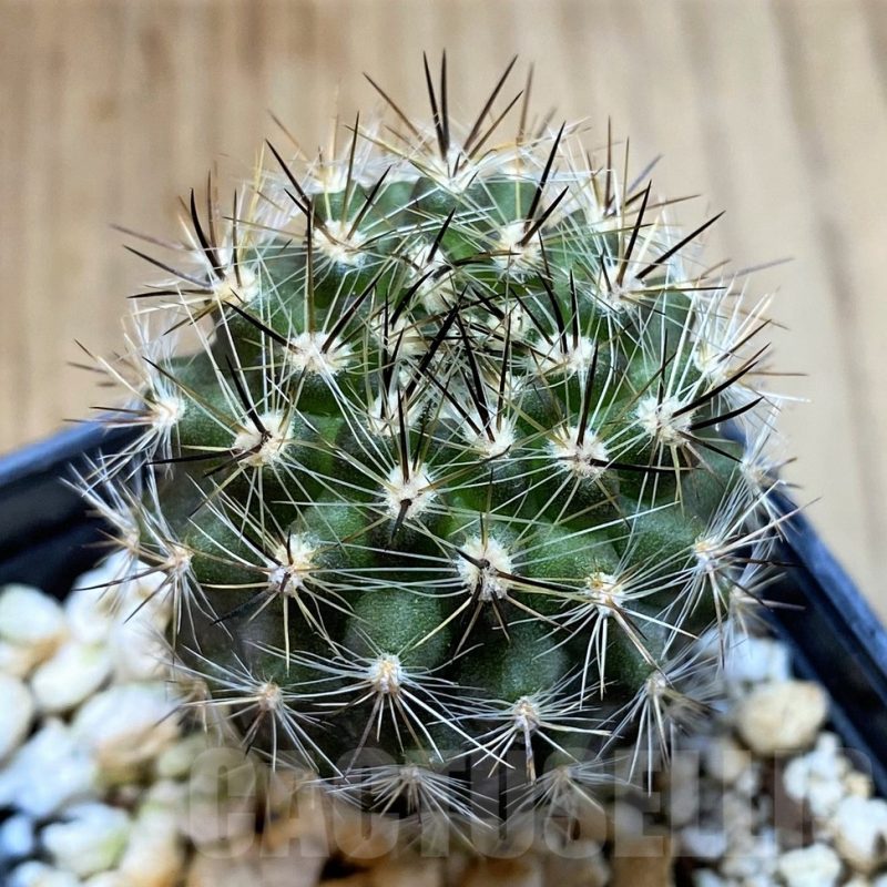 SH4953 Neoporteria scoparia M.G. 1037.44