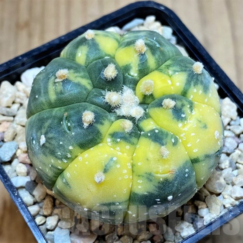 SH4956 Astrophytum asterias ‘Kikko’ f. variegata