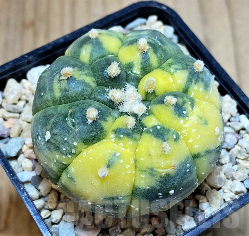 SH4956 Astrophytum asterias ‘Kikko’ f. variegata
