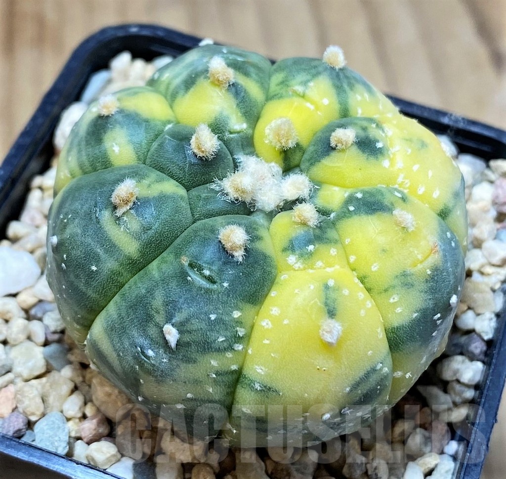 SH4956 Astrophytum asterias ‘Kikko’ f. variegata - Image 2