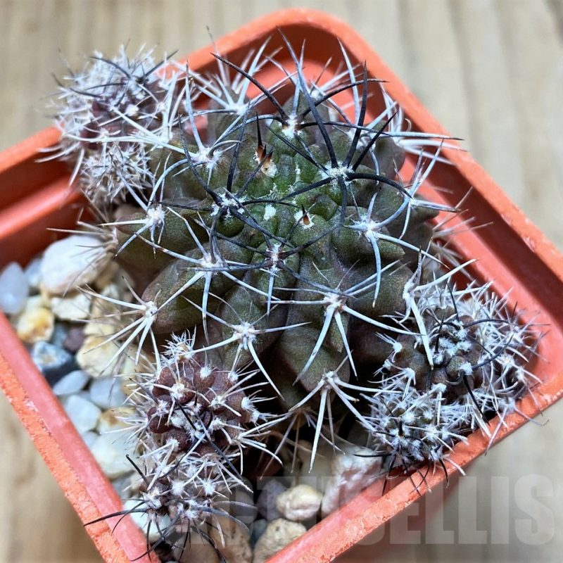 SH4966 Neochilenia aff. pulchella