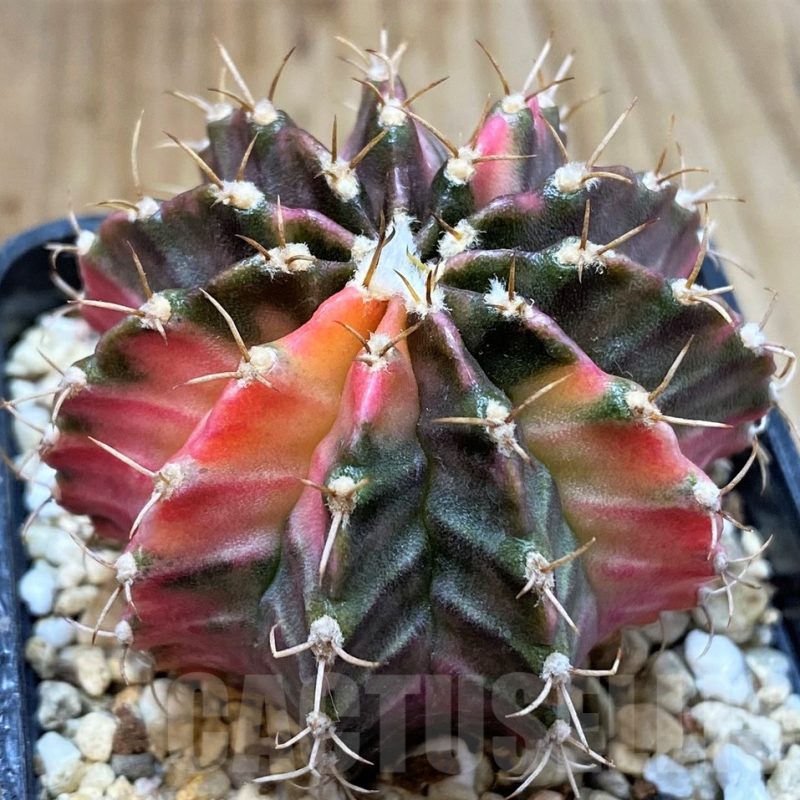 SH4985 Gymnocalycium mihanovichii ‘Fantasia’