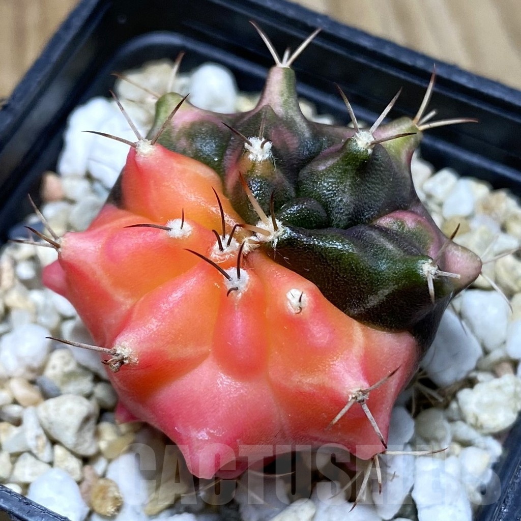 SH5025 Gymnocalycium mihanovichii ‘Transformer’ f. variegata, seedling