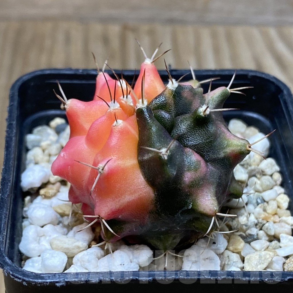 SH5025 Gymnocalycium mihanovichii ‘Transformer’ f. variegata, seedling - immagine 2