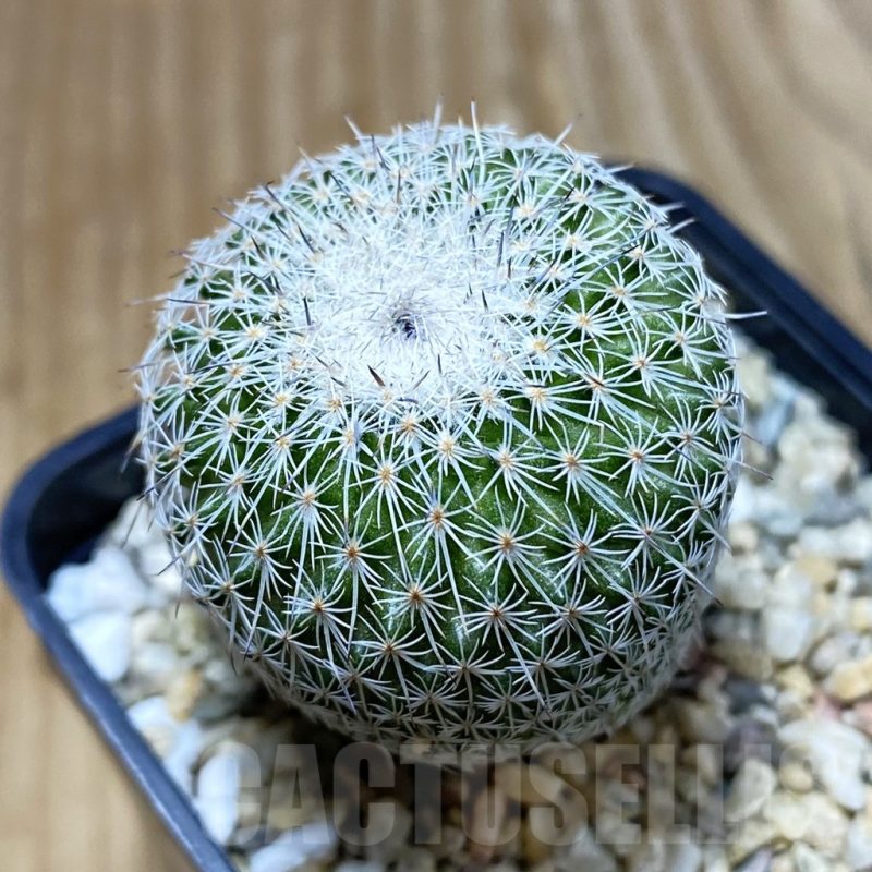 SH5031 Epithelantha micromeris v. unguispina