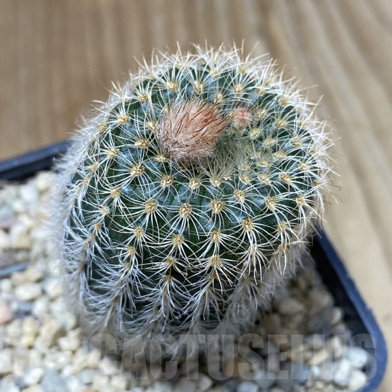 SH5033 Frailea pygmaea v. curvispina