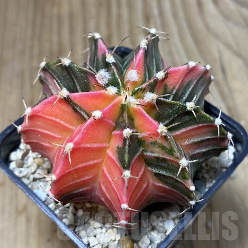 SH5043 Gymnocalycium friedrichii LB f. variegata, seedling