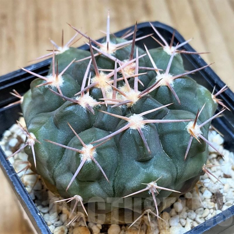 SH506 Gymnocalycium simile VG 061