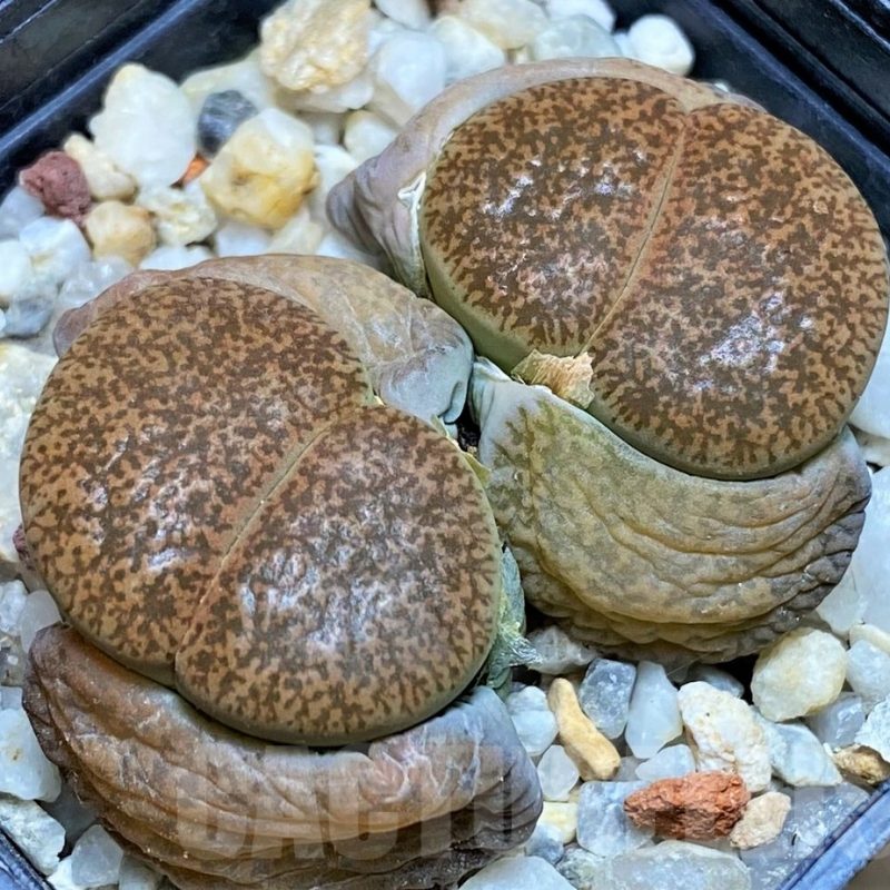 SH5063 Lithops lesliei v. mariae
