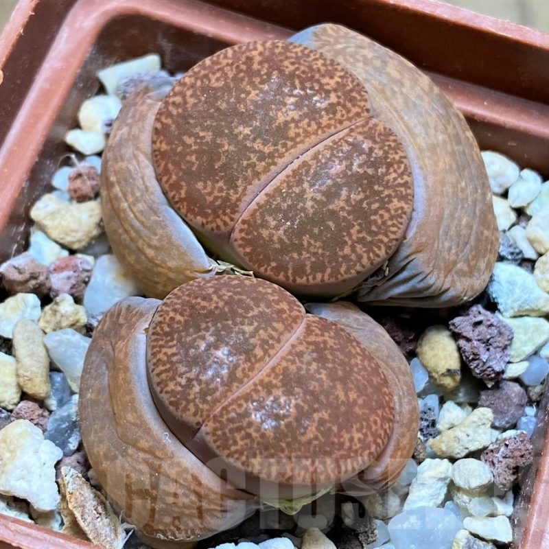 SH5066 Lithops lesliei -Warrenton-