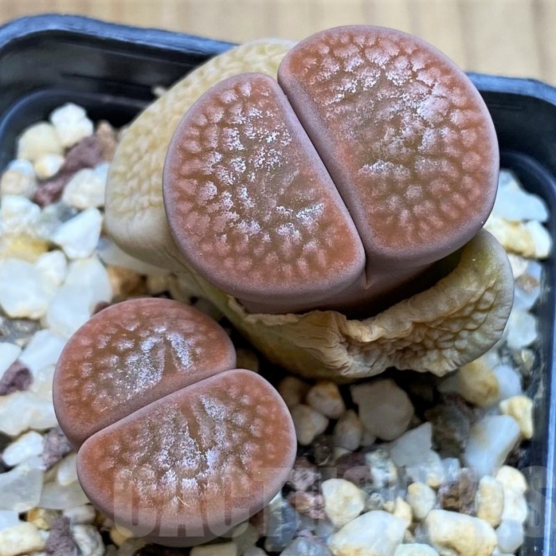 SH5067 Lithops hookeri v. subfenestrata