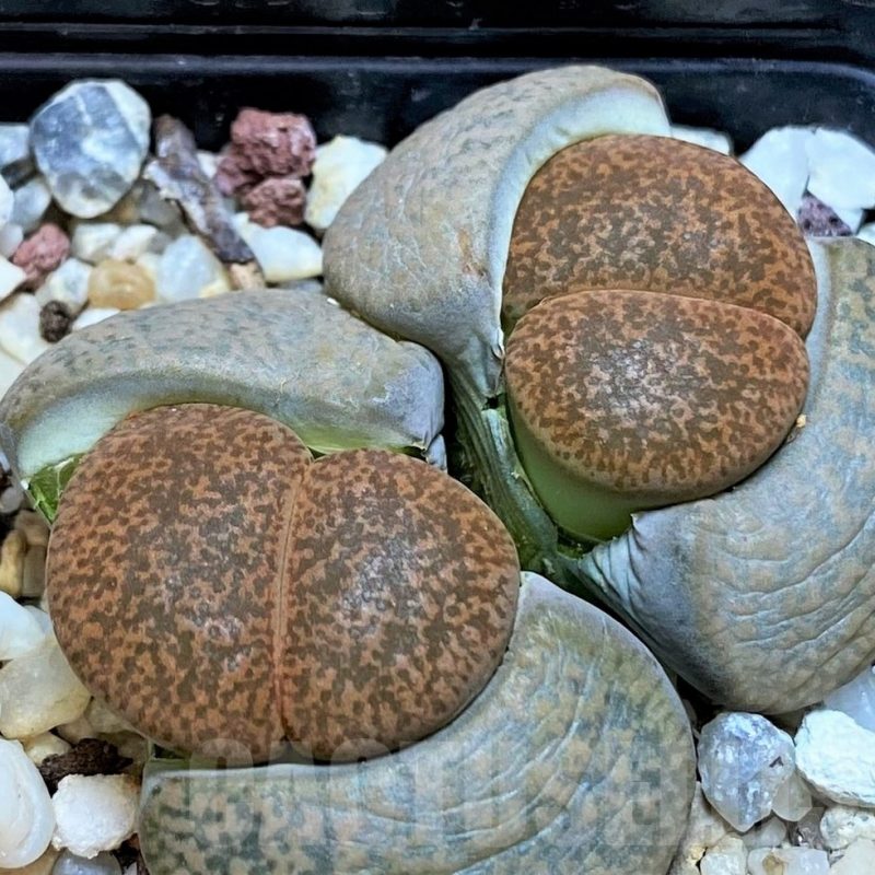 SH5069 Lithops lesliei v. mariae