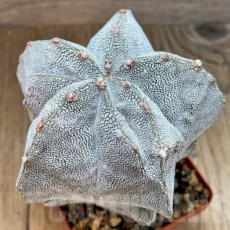 SH5116 Astrophytum myriostigma 'Onzuka'