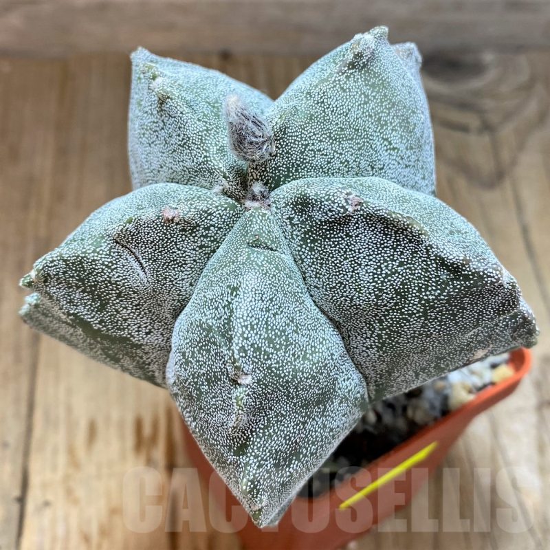 SH5117 Astrophytum myriostigma 'Kikko'