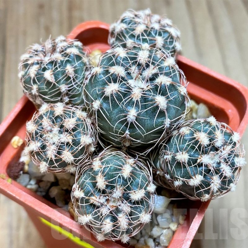 SH5124 Gymnocalycium bruchii v. hossei