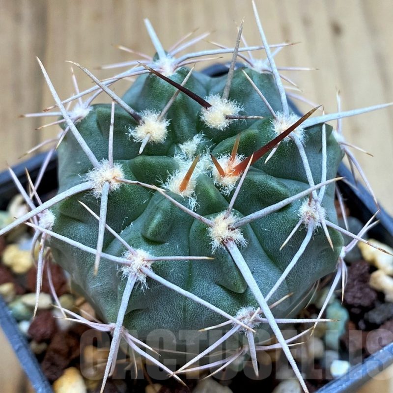 SH5132 Gymnocalycium mostii v. genseri P380 -Cordoba, Argentina-