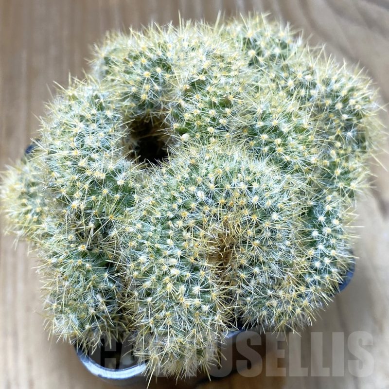 SH5181 Mammillaria prolifera f. cristata