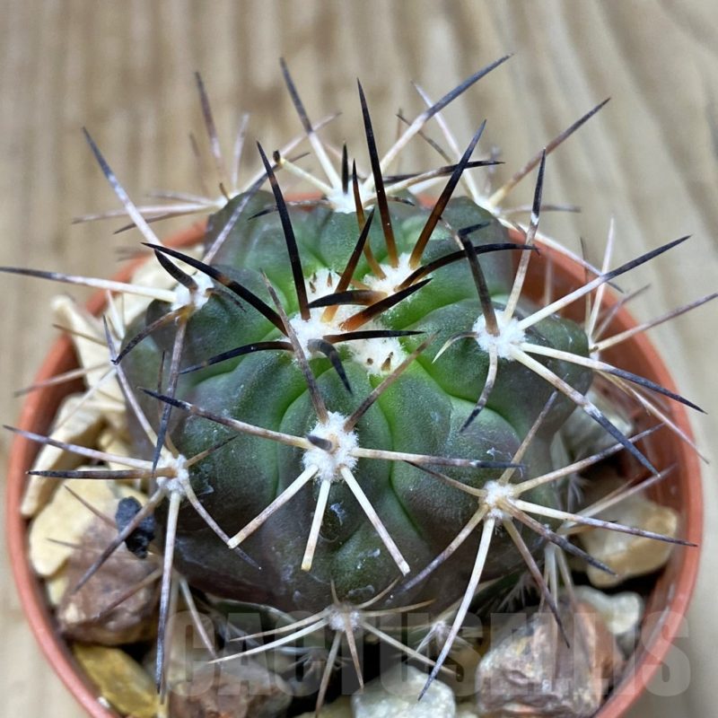 SH5186 Copiapoa coquimbana v. alticostata GCG 15005 B , grafted