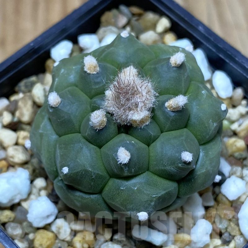 SH5196 Astrophytum asterias ‘Kikko’