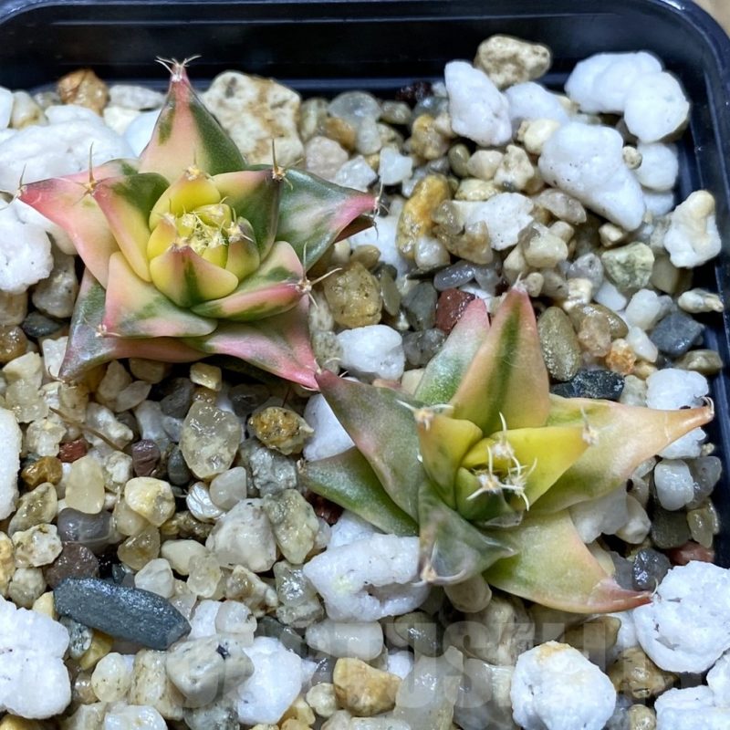 SH5200 Obregonia denegrii f. variegata 2 plants