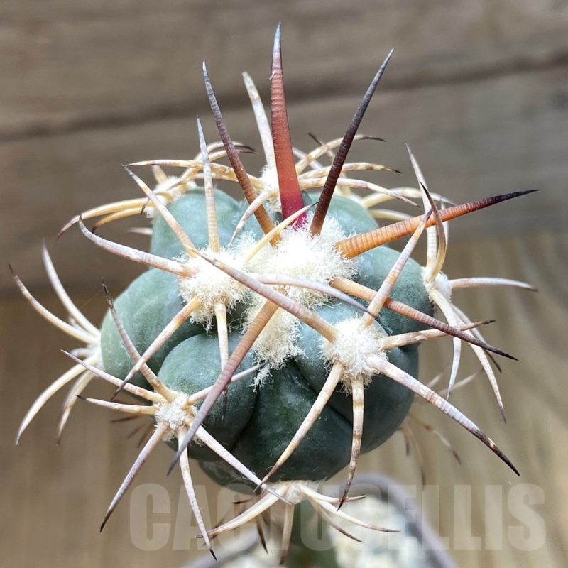 SH5221 Echinocactus horizonthalonius RUS 390, grafted