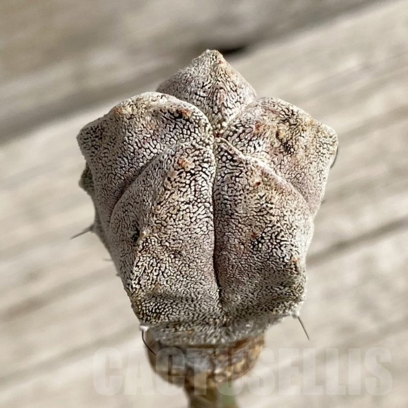 SH5223 Astrophytum myriostigma ‘Onzuka’, grafted