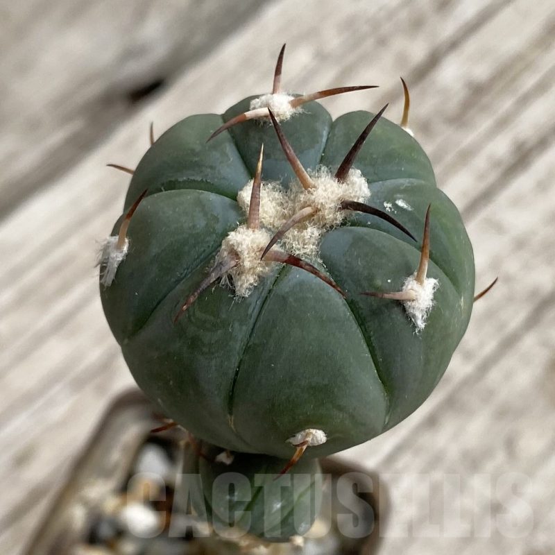SH5227 Echinocactus horizonthalonius RUS 034, seedling grafted