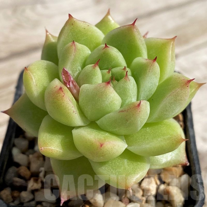 SH5335 Echeveria hybrid
